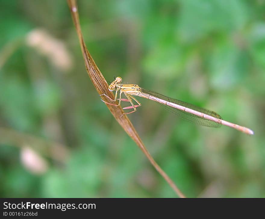 Light-brown on the grass. Light-brown on the grass