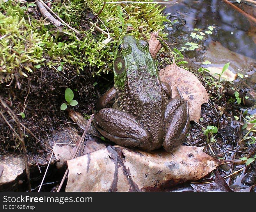 Frog