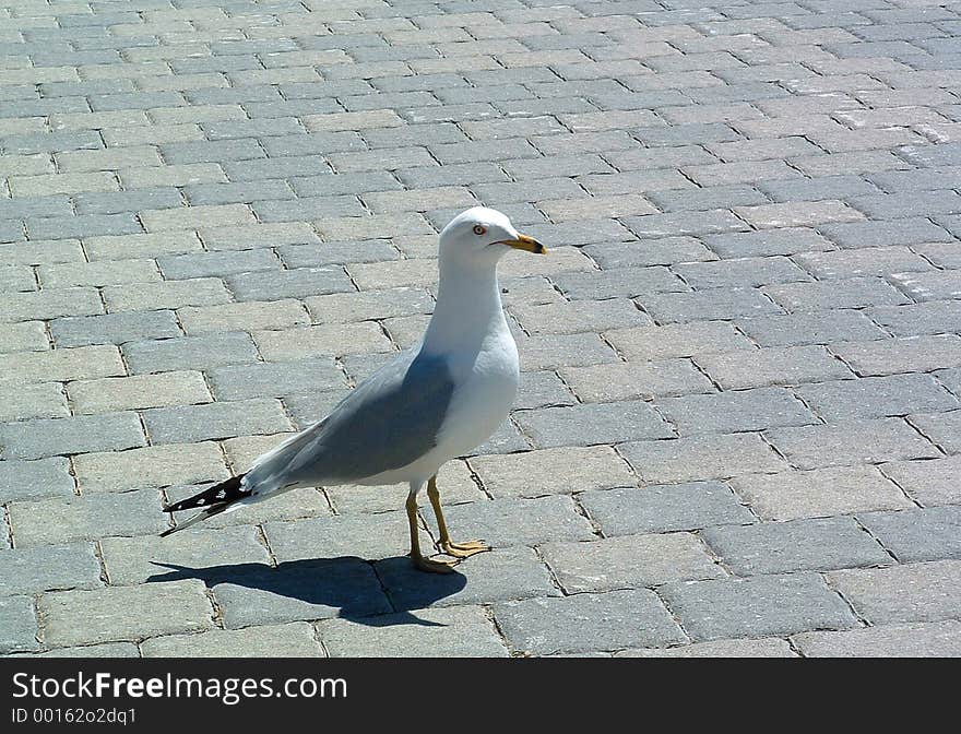 Sea Gull