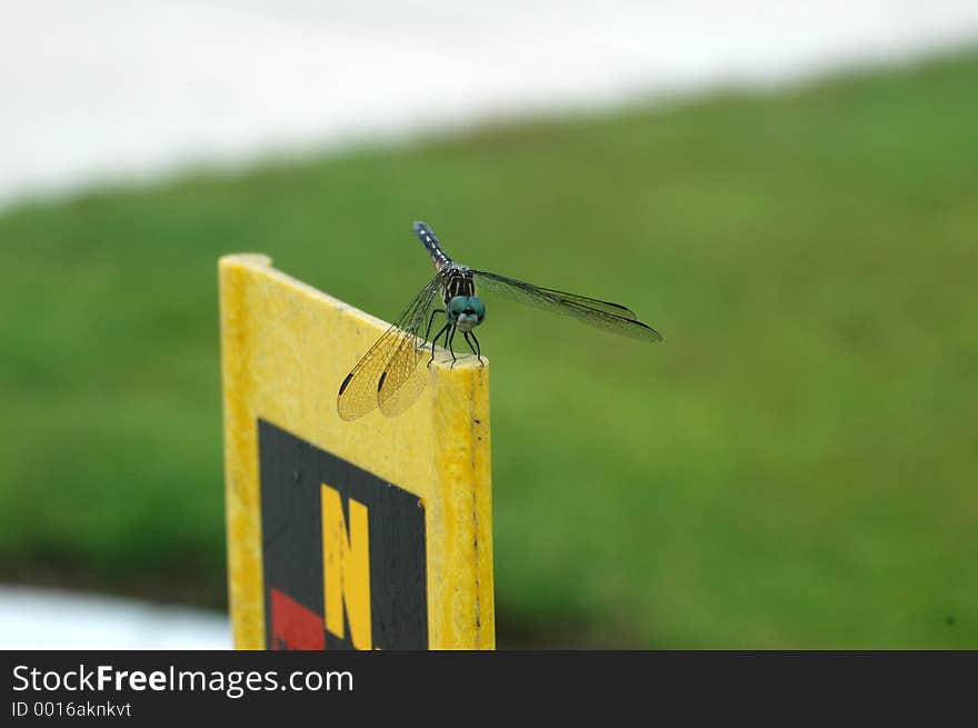 Dragonfly perched on a warning post, head on view. Dragonfly perched on a warning post, head on view