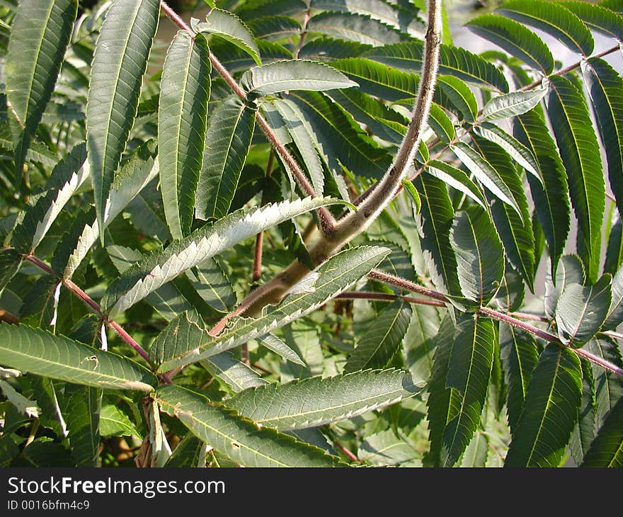 Close up of a tree. Close up of a tree