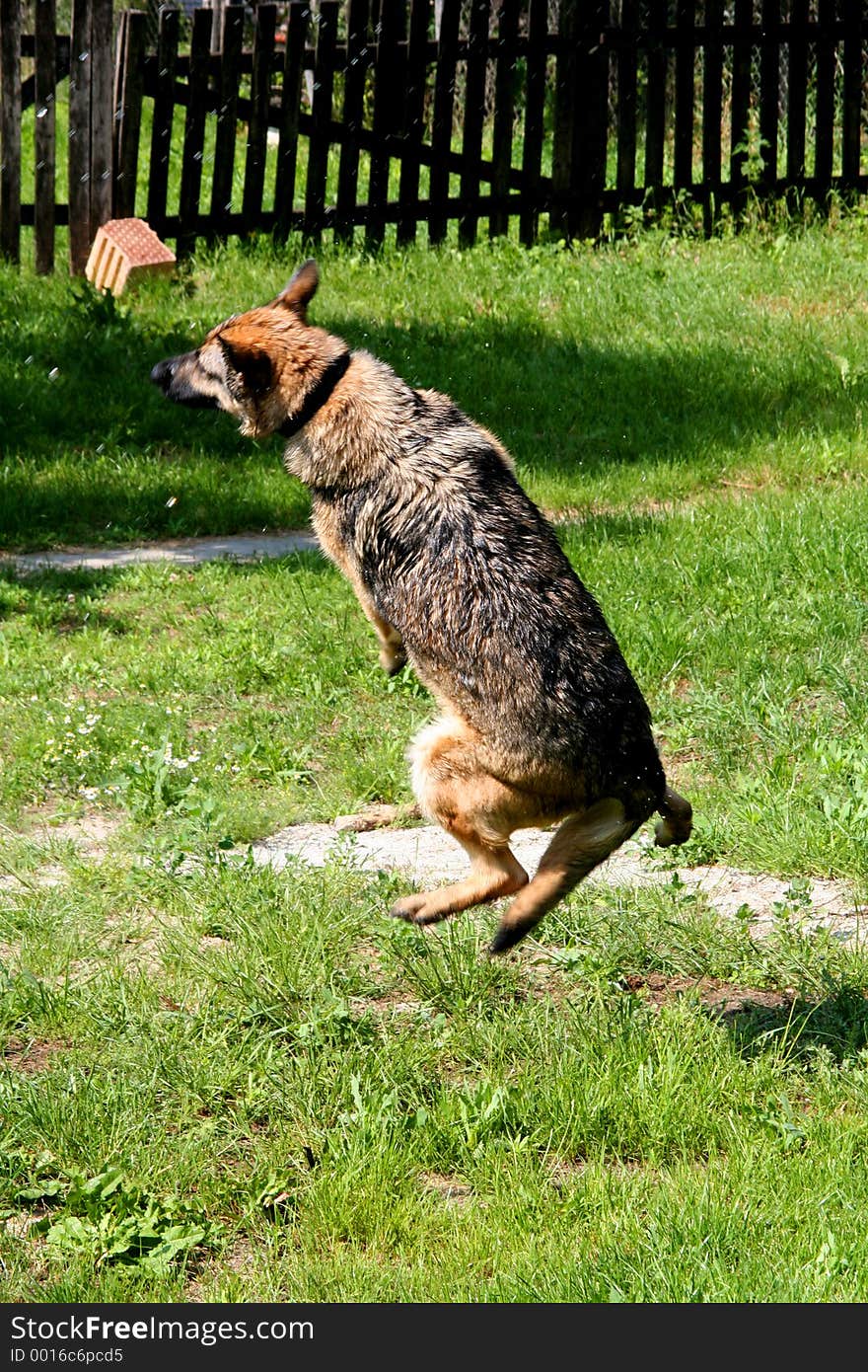 Digital photo of a german shepherd dog playing around. Digital photo of a german shepherd dog playing around.