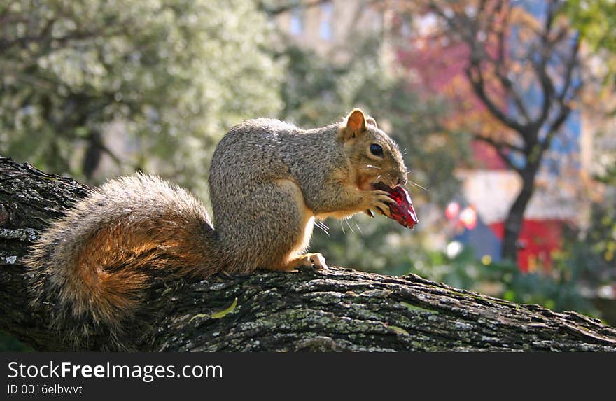 Squirrel having lunch in the park