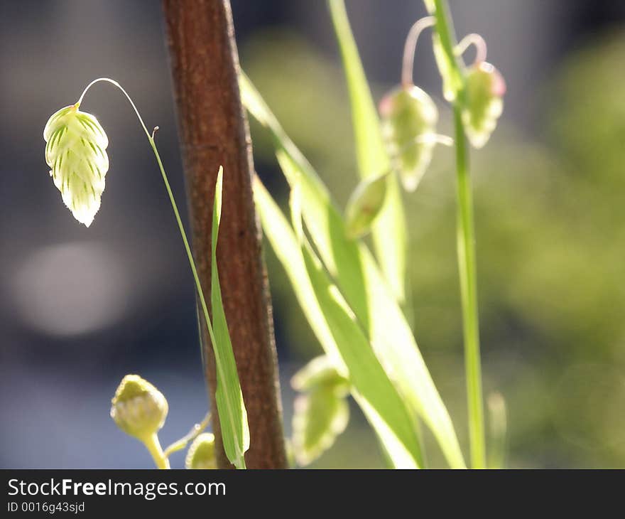 Closeup of Green Grass Detail.