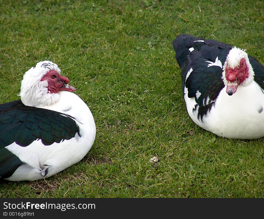 Two Geese Relaxing In The Grass