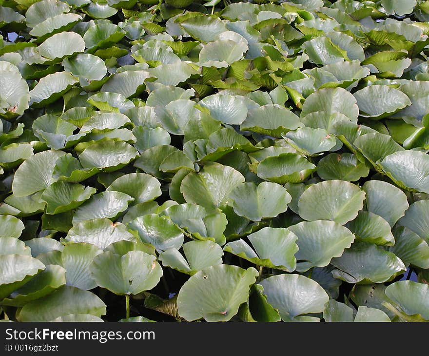 Field of lilypads