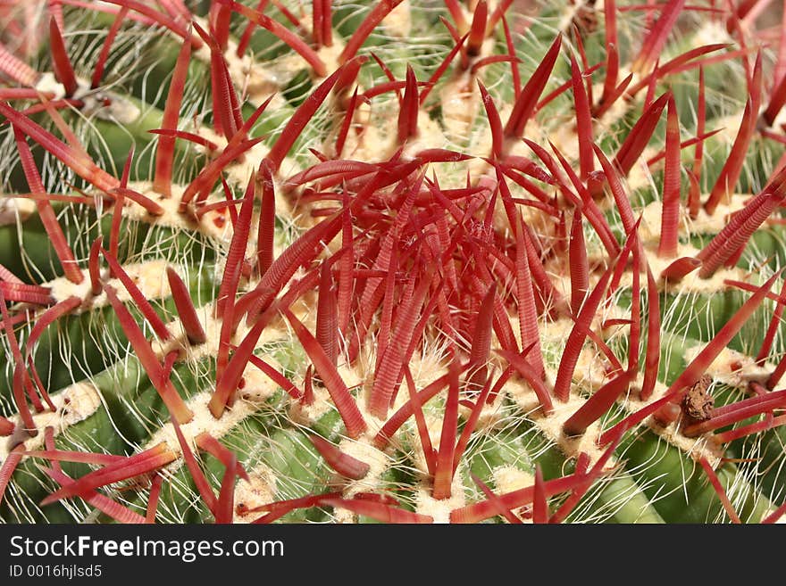 Cactus Close up