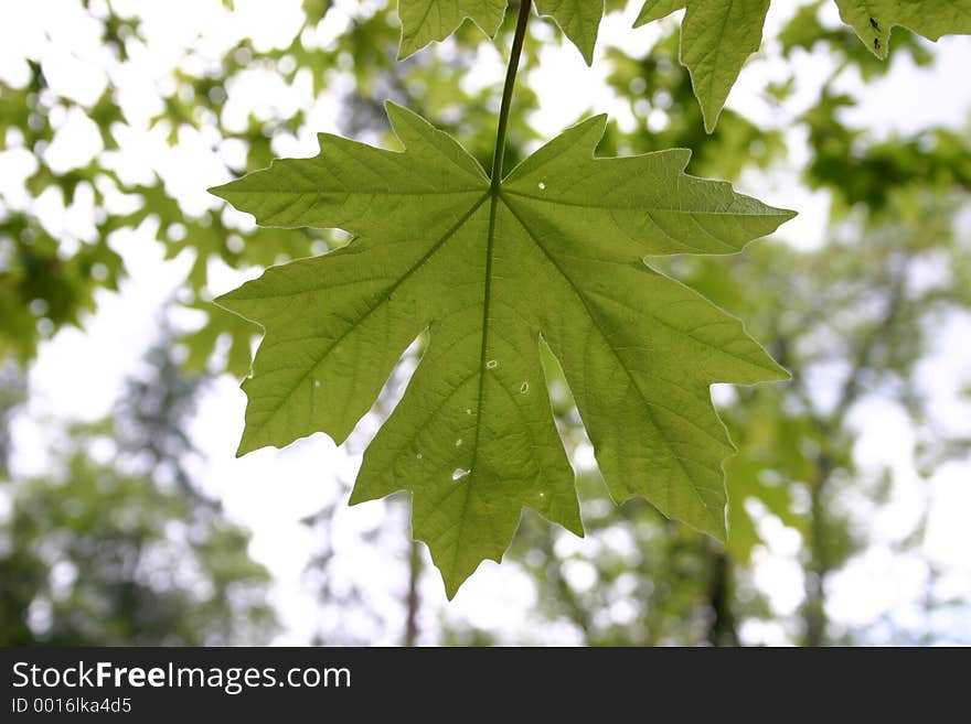 Green leaf