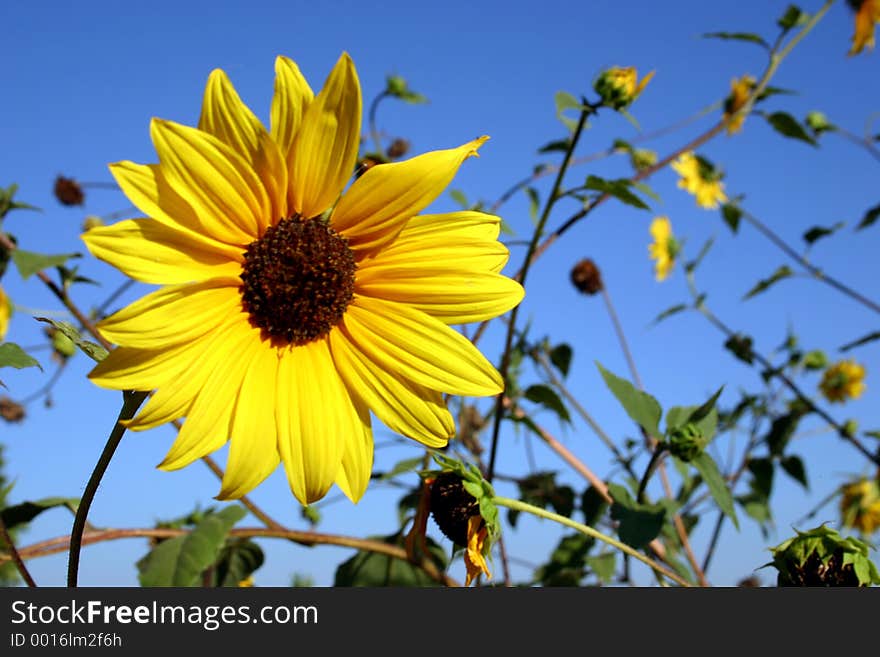 Wild sunflower with sky in background