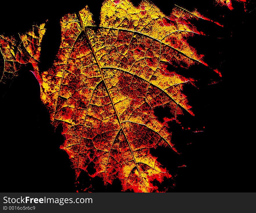 Dramatic abstract lines of a leaf. Dramatic abstract lines of a leaf