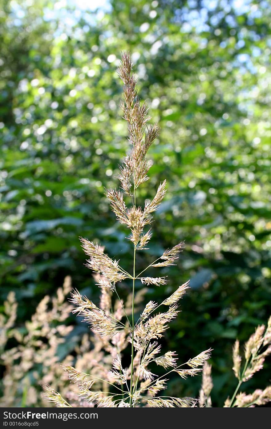 Dried Grass Blossom