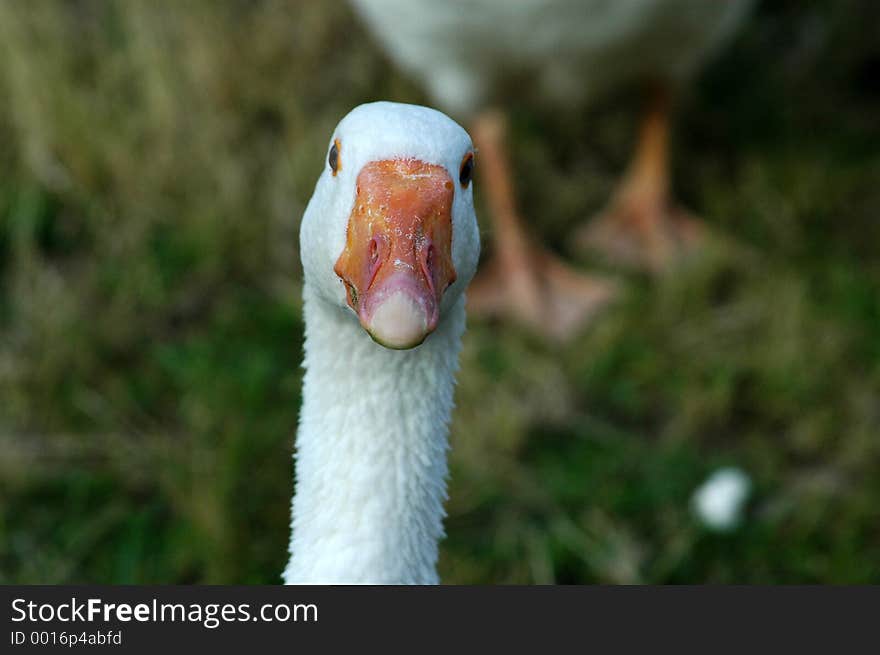 Neck and head of white goose. Neck and head of white goose