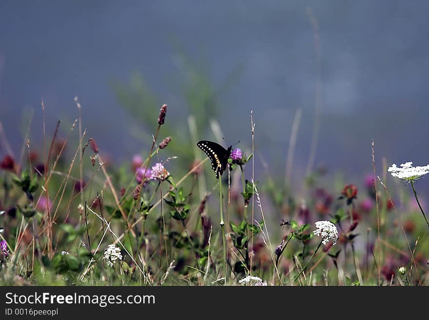 Butterfly