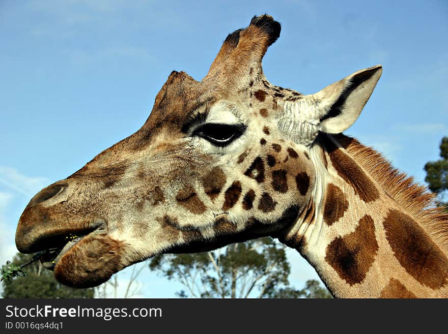 Giraffe eating