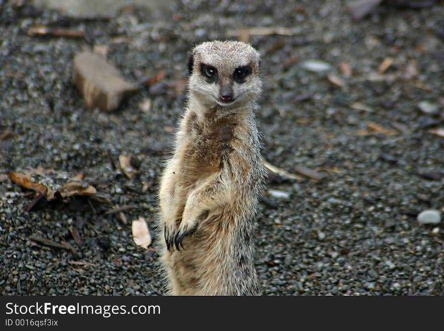 Meerkat