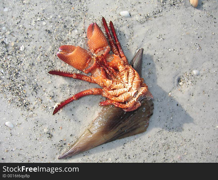 Small crustacean on the beach in the morning. Small crustacean on the beach in the morning