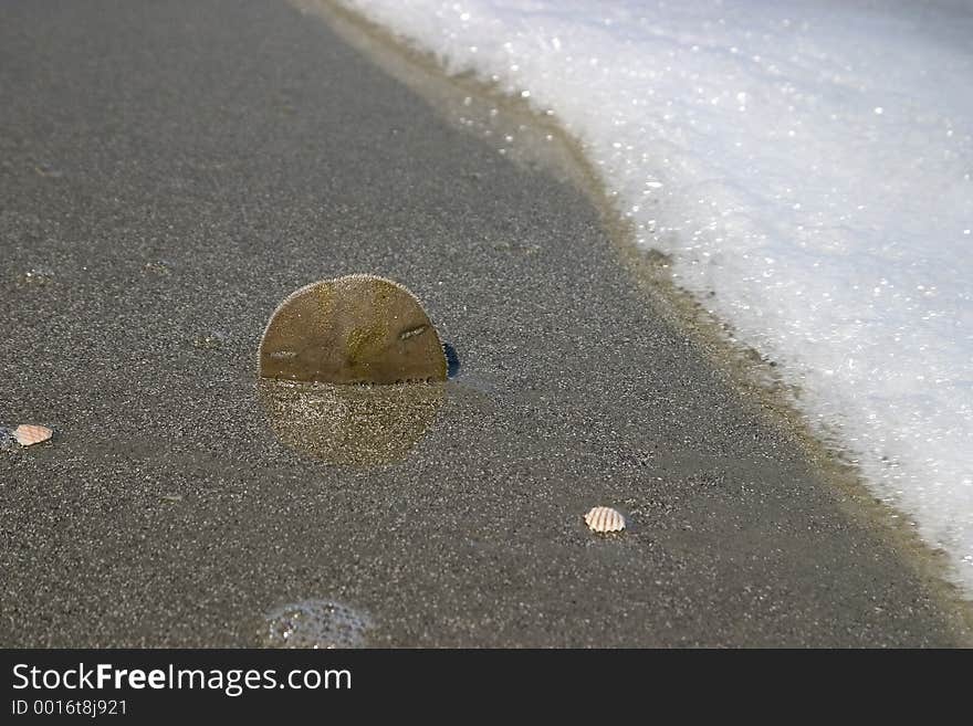 A sand dollar with approaching surf. A sand dollar with approaching surf