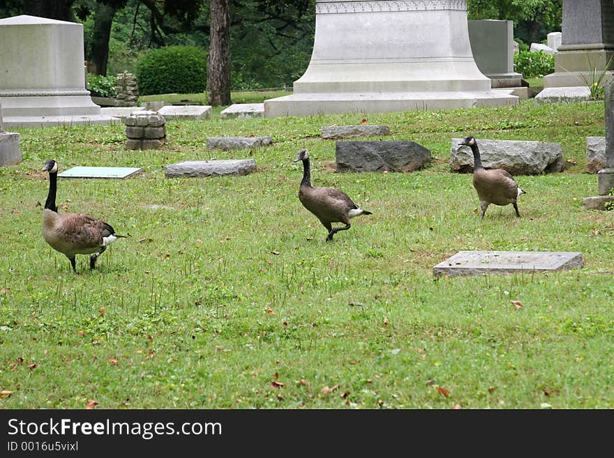 Graveyard Geese 2