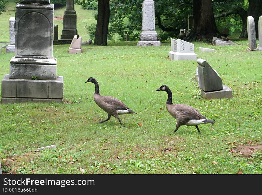 Graveyard Geese 1