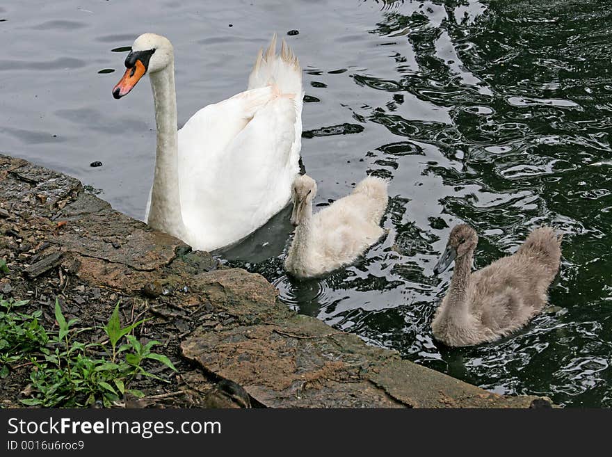 Mother Swan & Babies