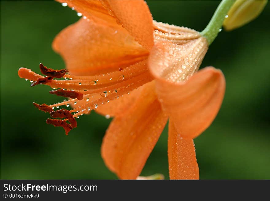 Clinging Lily Drops