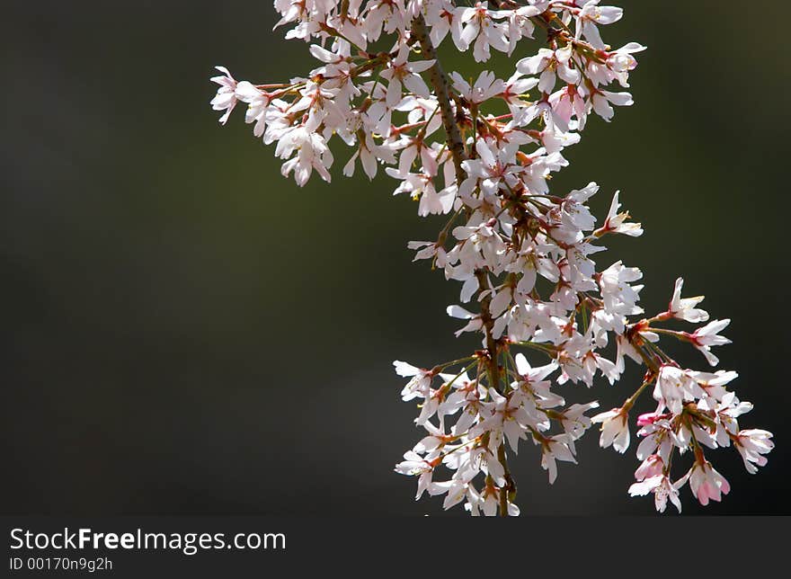 Blossom tree