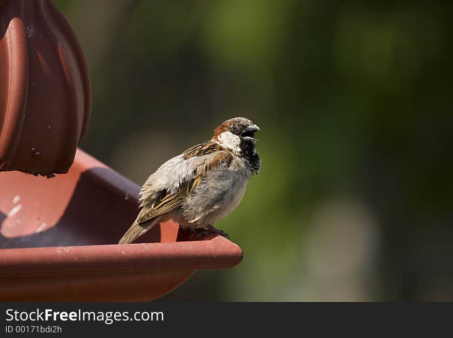 Sparrow on a roof