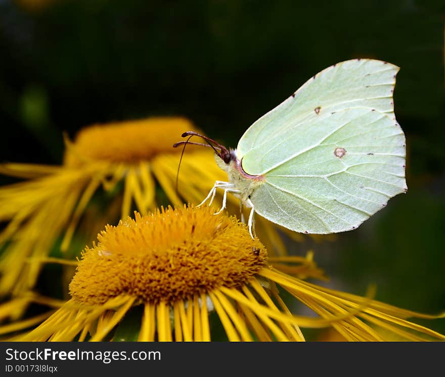 Garden, flower, butterfly