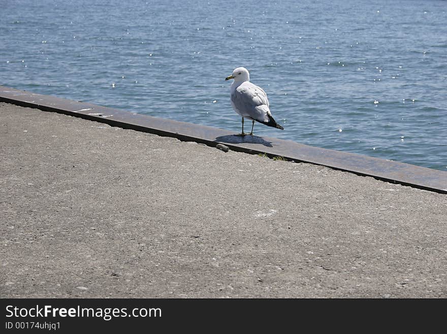 Seagull