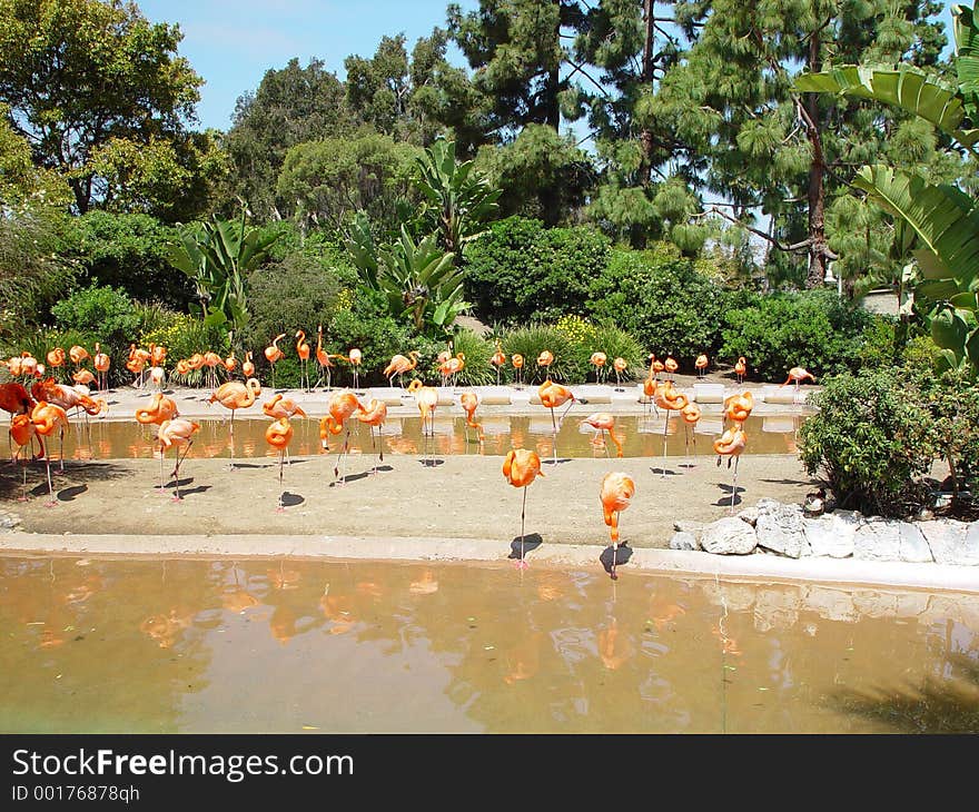 THESE ARE SEVERAL PINK FLAMINGOES RESTING, EATING AND WATCHING THINGS, AROUND A LARGE POND AREA. THESE ARE SEVERAL PINK FLAMINGOES RESTING, EATING AND WATCHING THINGS, AROUND A LARGE POND AREA.