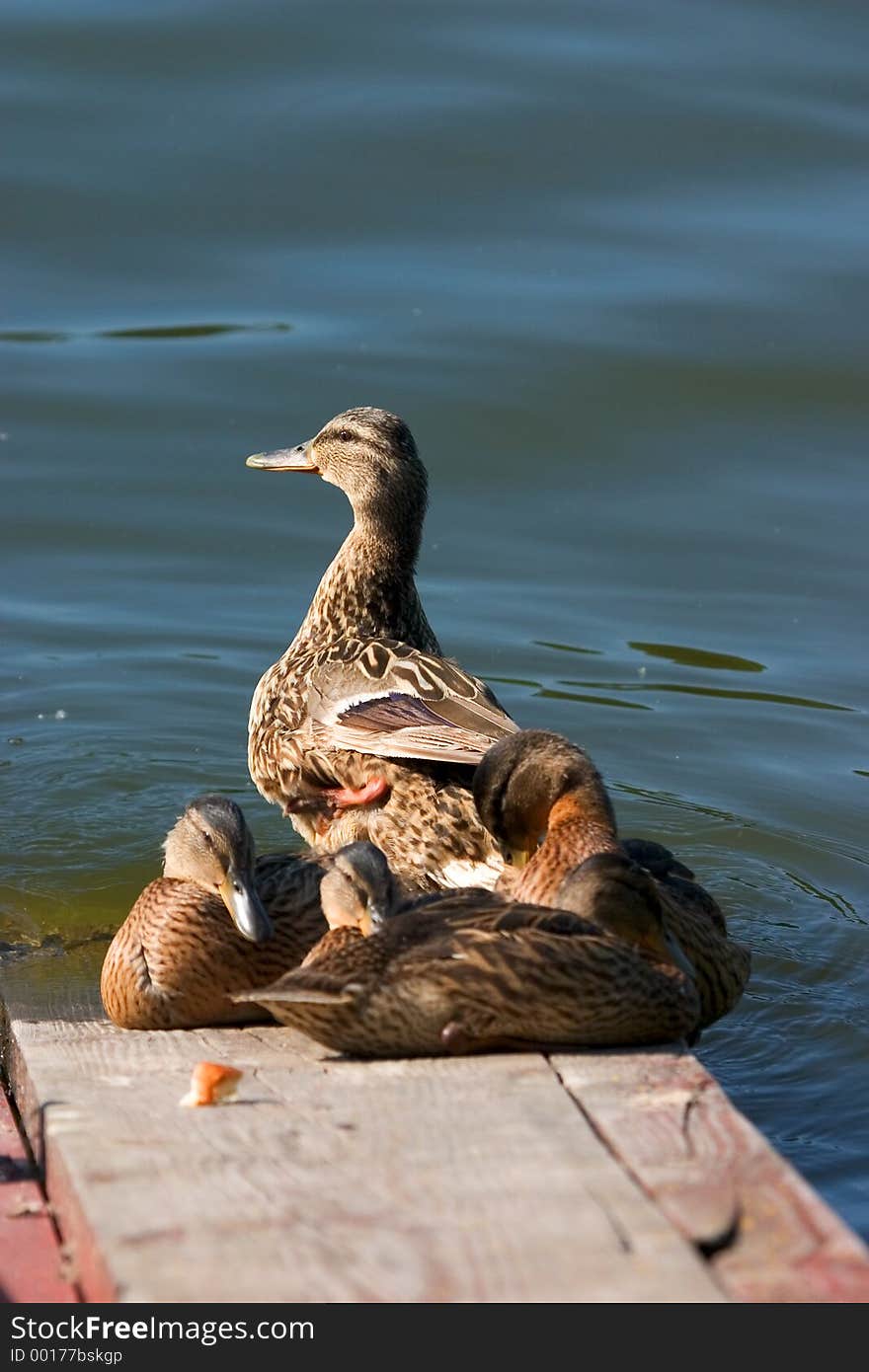 Duck and ducklings splashing at lake shore. Duck and ducklings splashing at lake shore