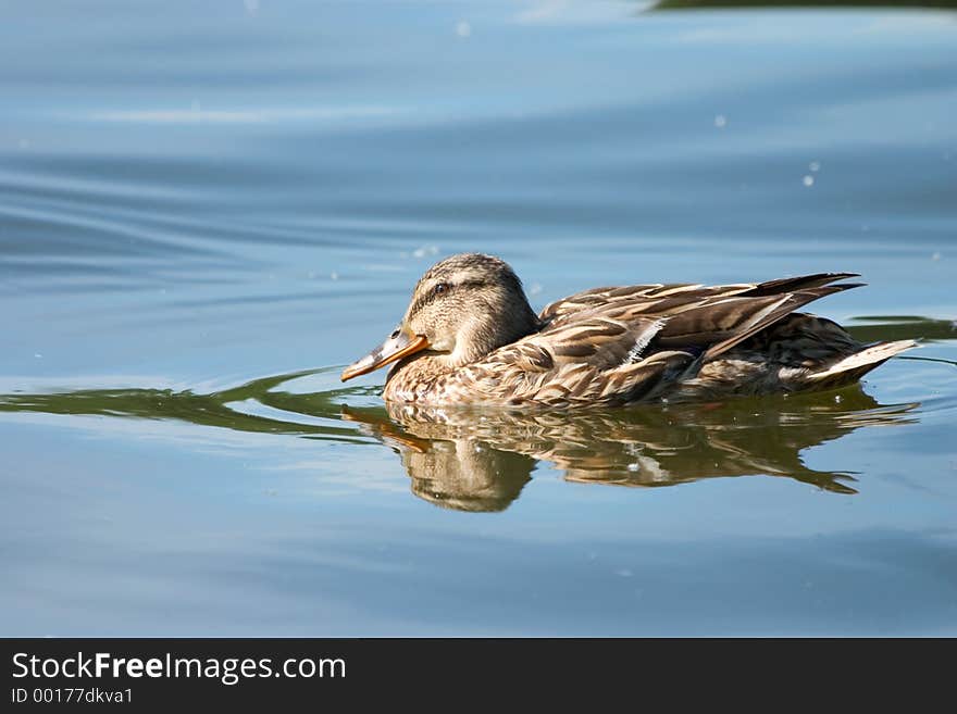 Swimming Duck