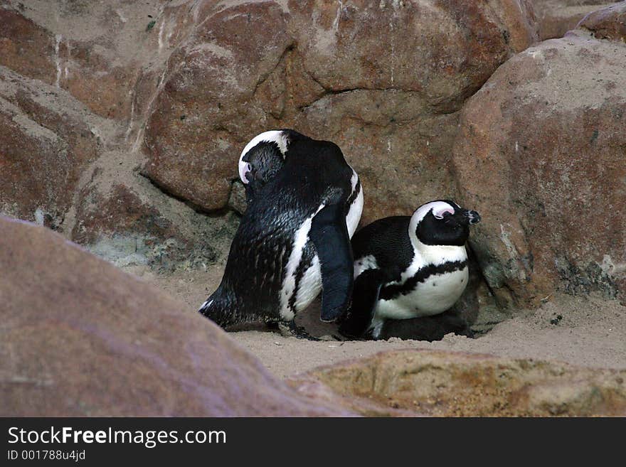 Penguins looking after young. Penguins looking after young