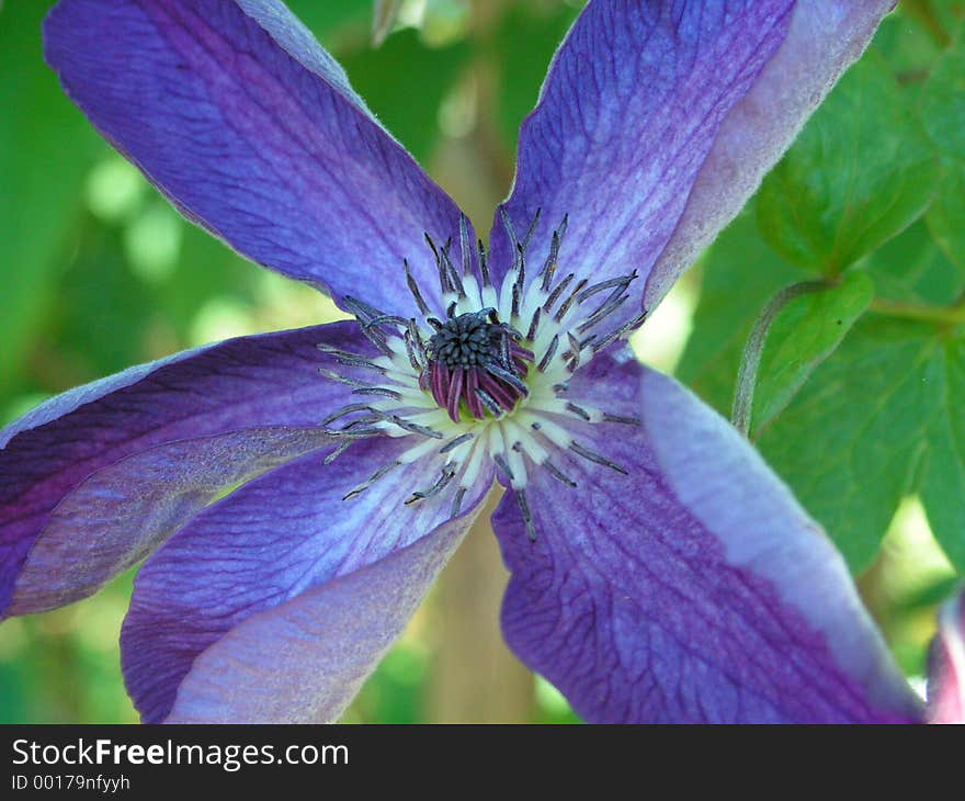 Violet flower