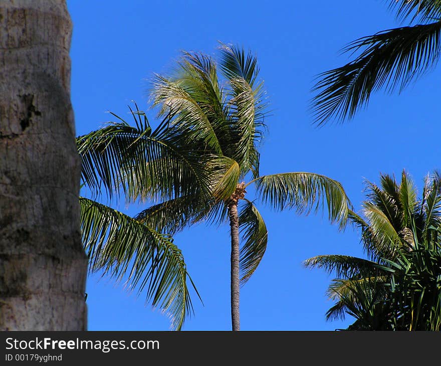 Zoomed in shot of a Palm tree in Waikiki on a cloudless sky.