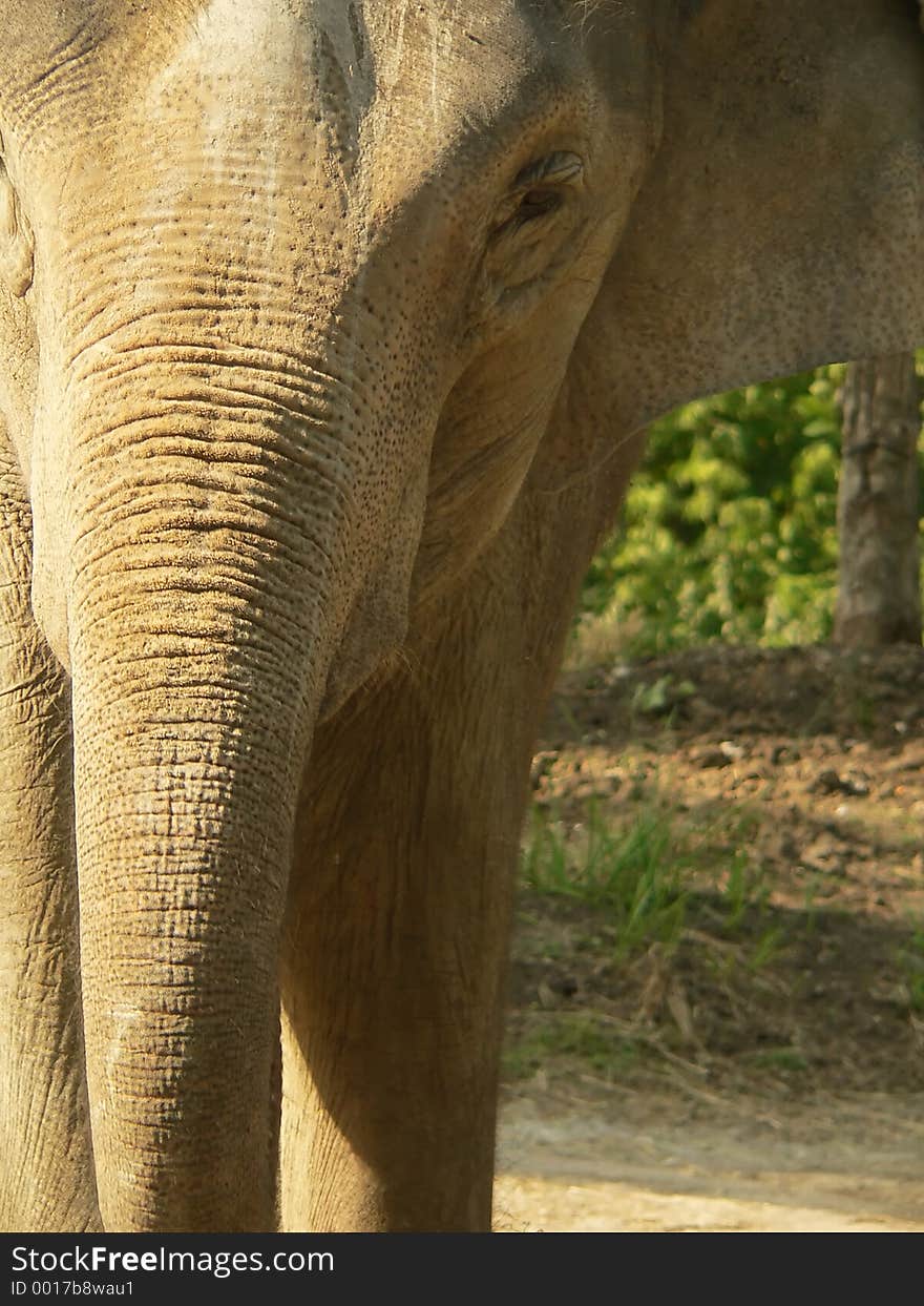 Close Crop Of Asian Elephant