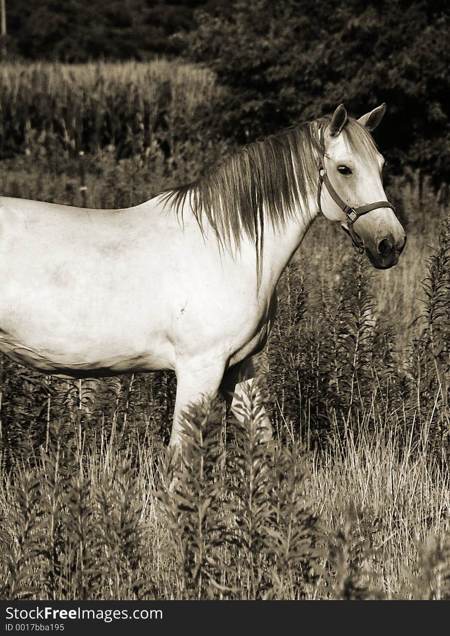 Beautiful gray horse grazing in a meadow, sepia toning. Beautiful gray horse grazing in a meadow, sepia toning