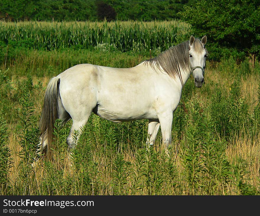 Beautiful Gray Horse, Horizontal Full Profile