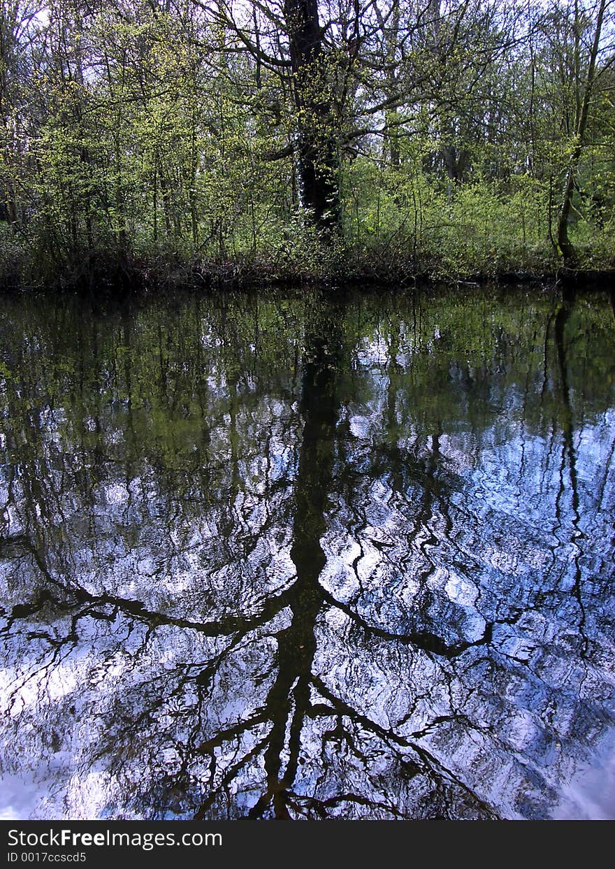 This is a refection of a tree in Wanstead Park. This is a refection of a tree in Wanstead Park.