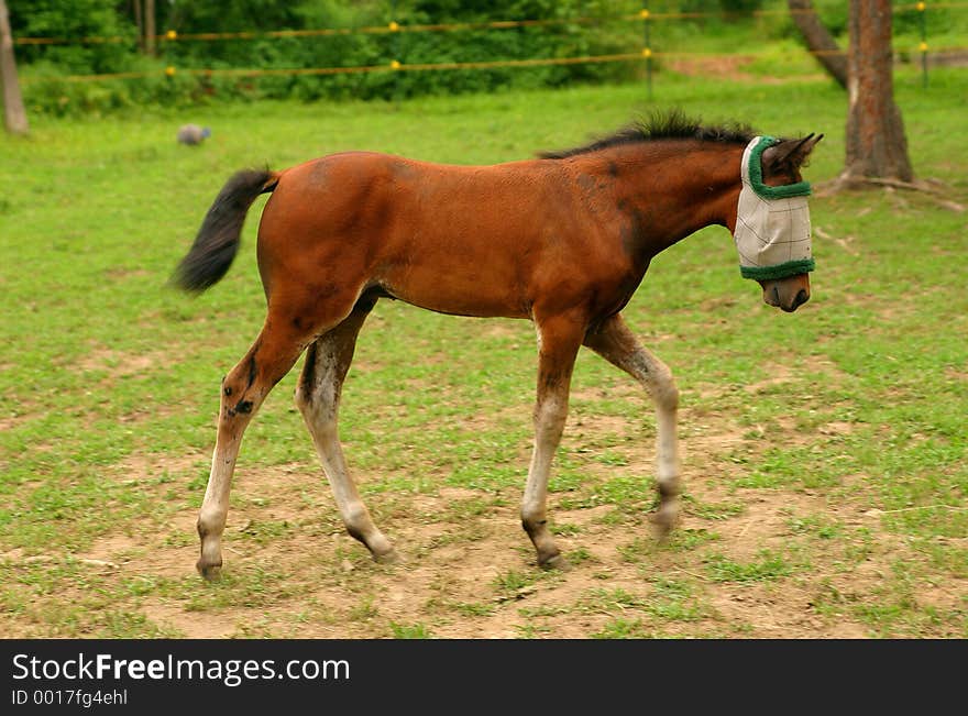 Colt walking in a pasture