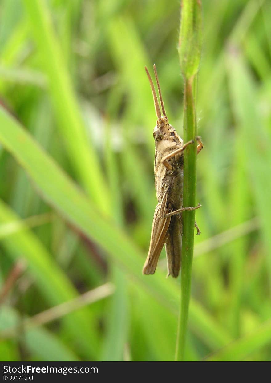 Grasshopper on a grass