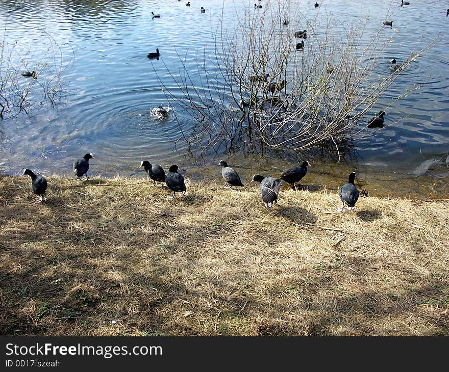 This is some Moorhens in Wanstead Park. This is some Moorhens in Wanstead Park.