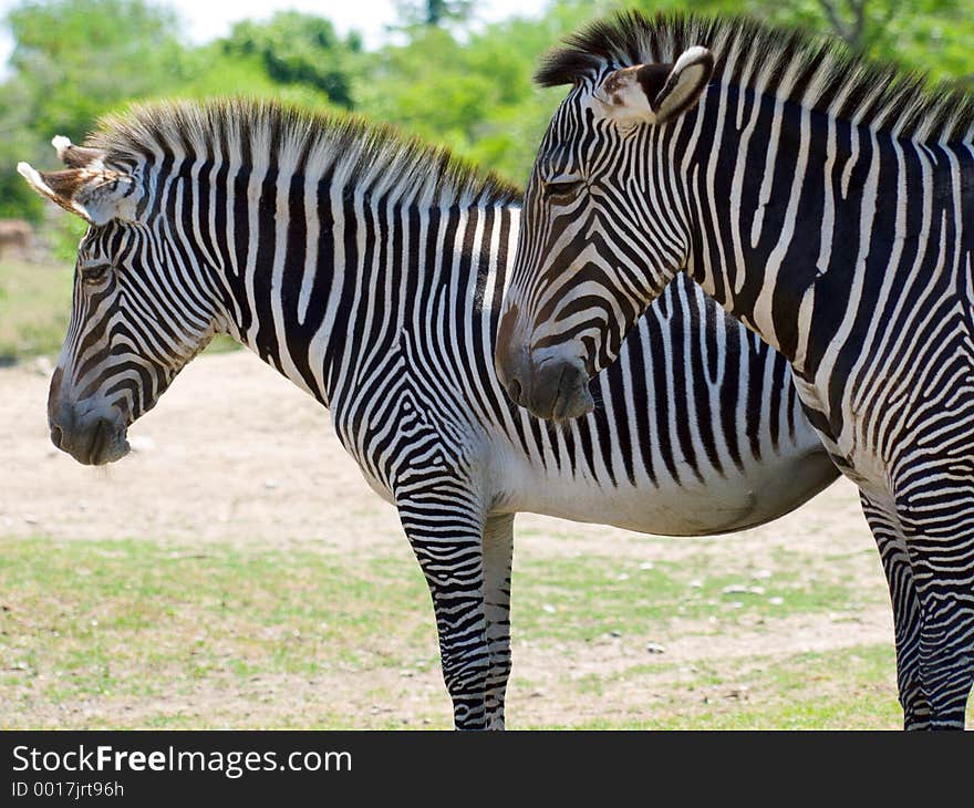 Two zebra, one standing in front of the other, in profile. Two zebra, one standing in front of the other, in profile.