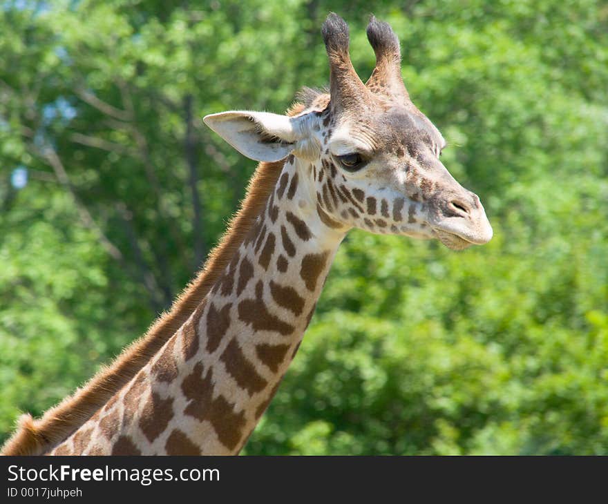 A closeup zoom shot of the head and neck of a giraffe. Foreground tack sharp in focus, background blurred. A closeup zoom shot of the head and neck of a giraffe. Foreground tack sharp in focus, background blurred.