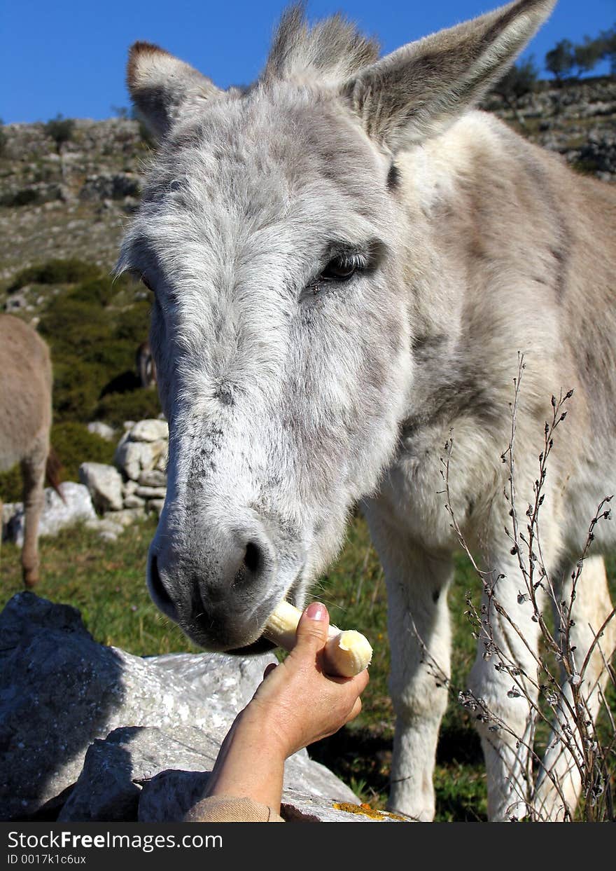 Donkey eating banana. Donkey eating banana.