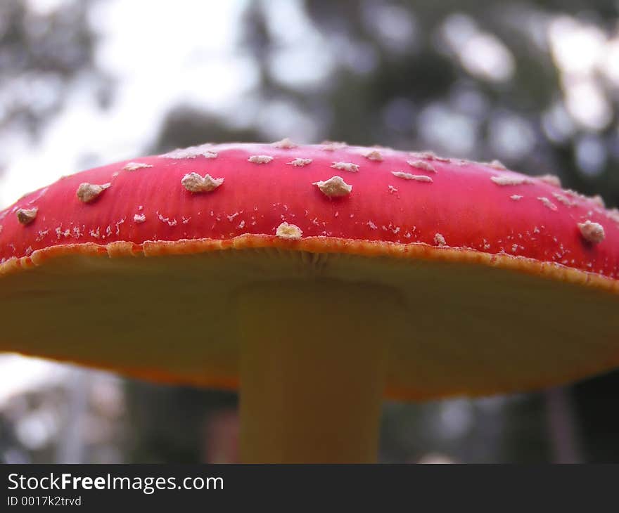 Fly Agaric Mushroom