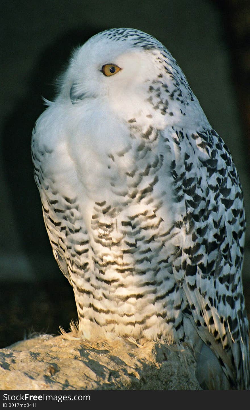 Snow Owl