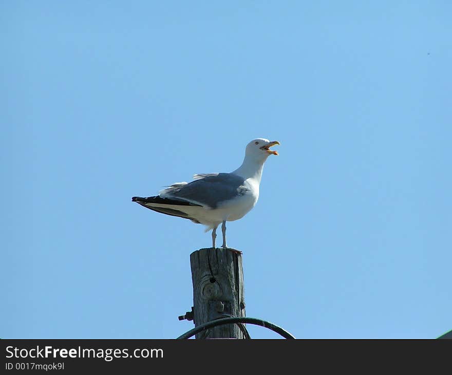 Seagull sentry