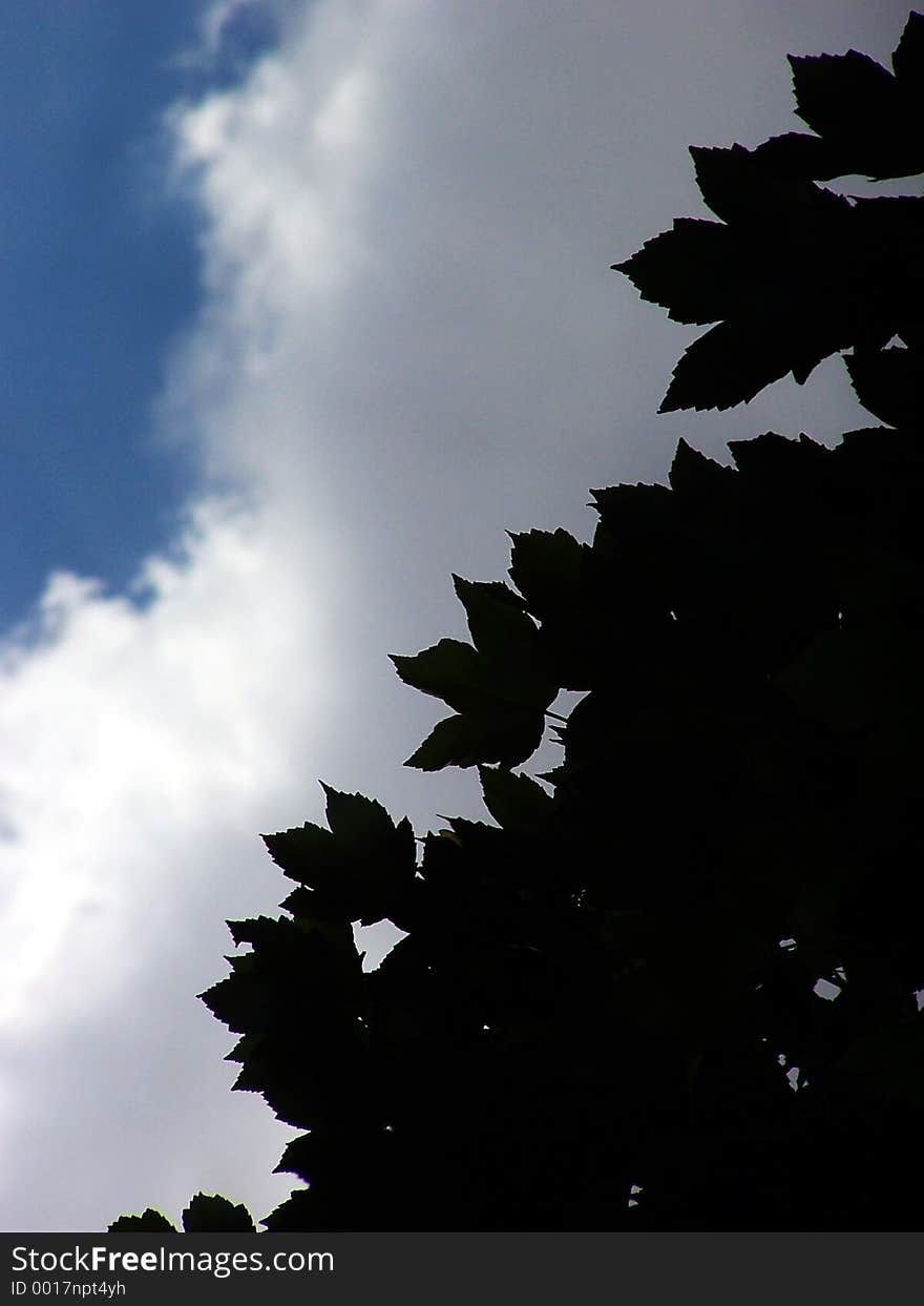 Dark leaf before the rain. Dark leaf before the rain