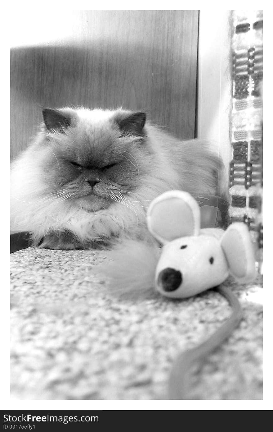 Cat and mouse resting.